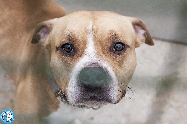 Tuono: Un Gentilcane In Abito Da Bullo